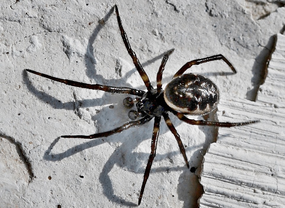 Steatoda_albomaculata-5.jpg