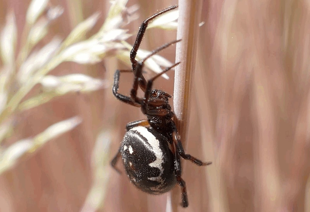 Steatoda_albomaculata-6.jpg