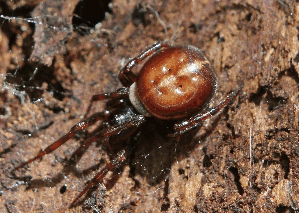 Steatoda_bipunctata-1.jpg