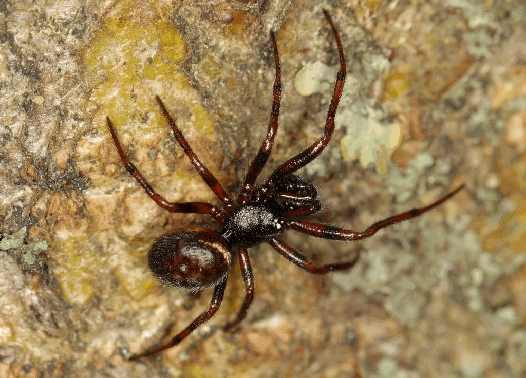 Steatoda_bipunctata-2.jpg