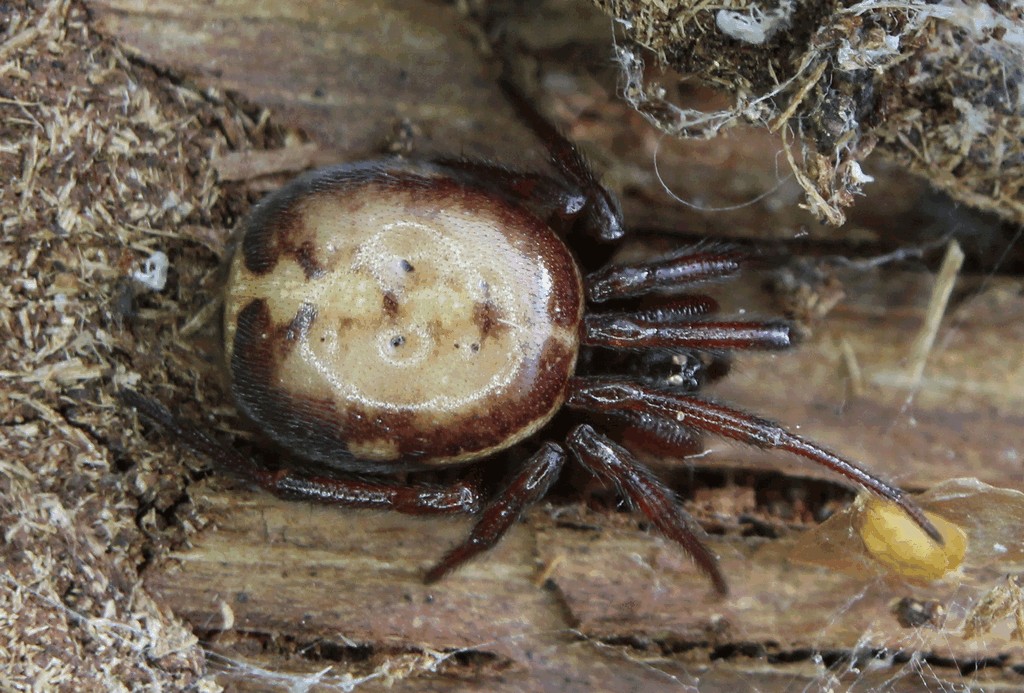 Steatoda_bipunctata-3.jpg