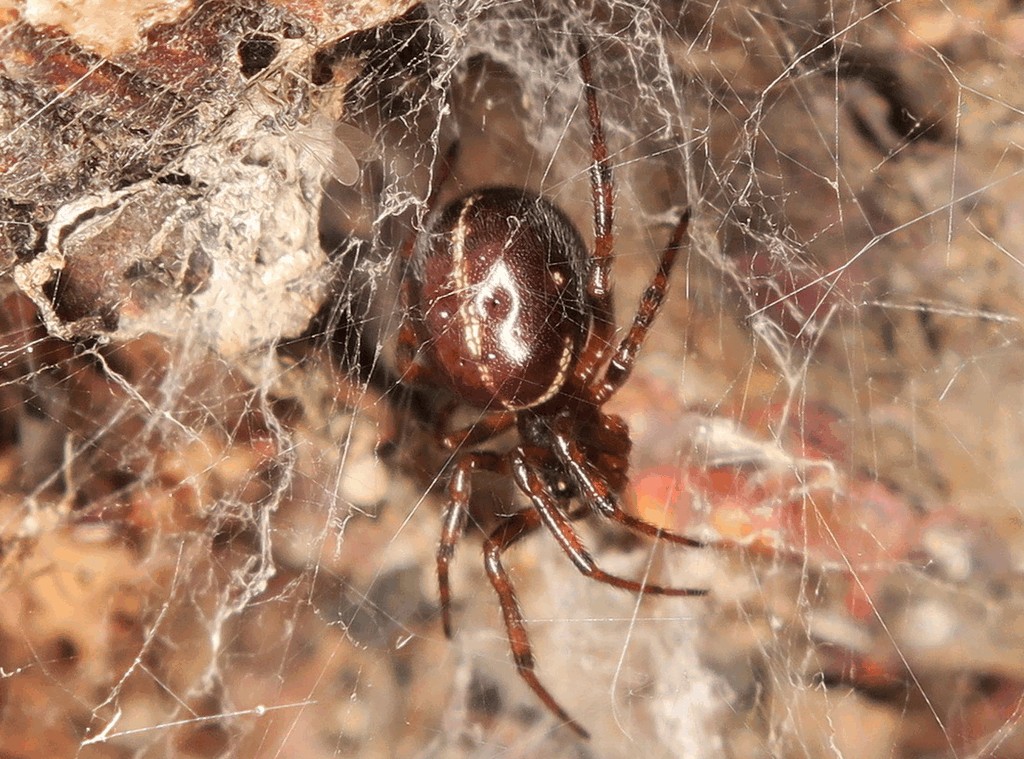 Steatoda_bipunctata-4.jpg