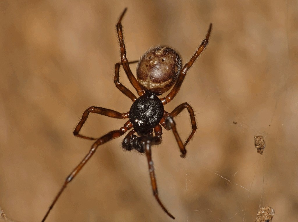 Steatoda_bipunctata-5.jpg