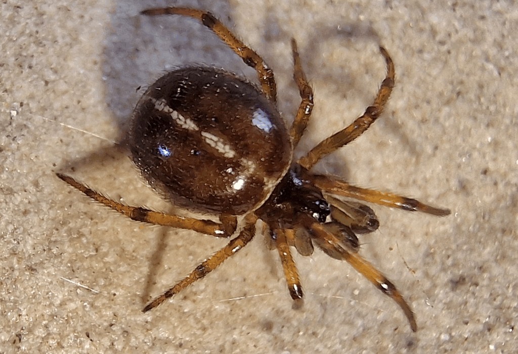 Steatoda_bipunctata-6.jpg