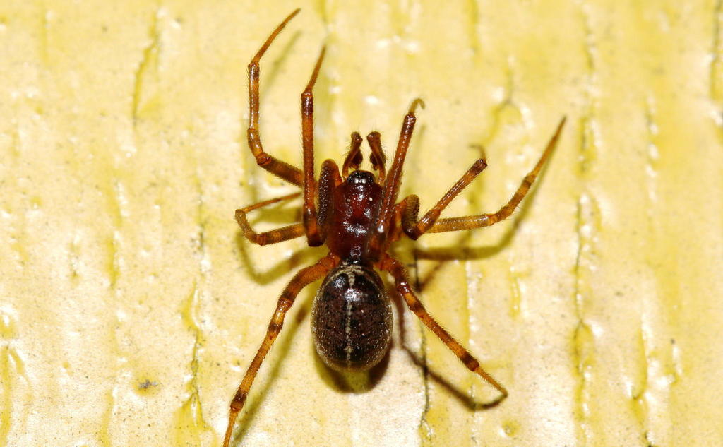 Steatoda_castanea-1.jpg