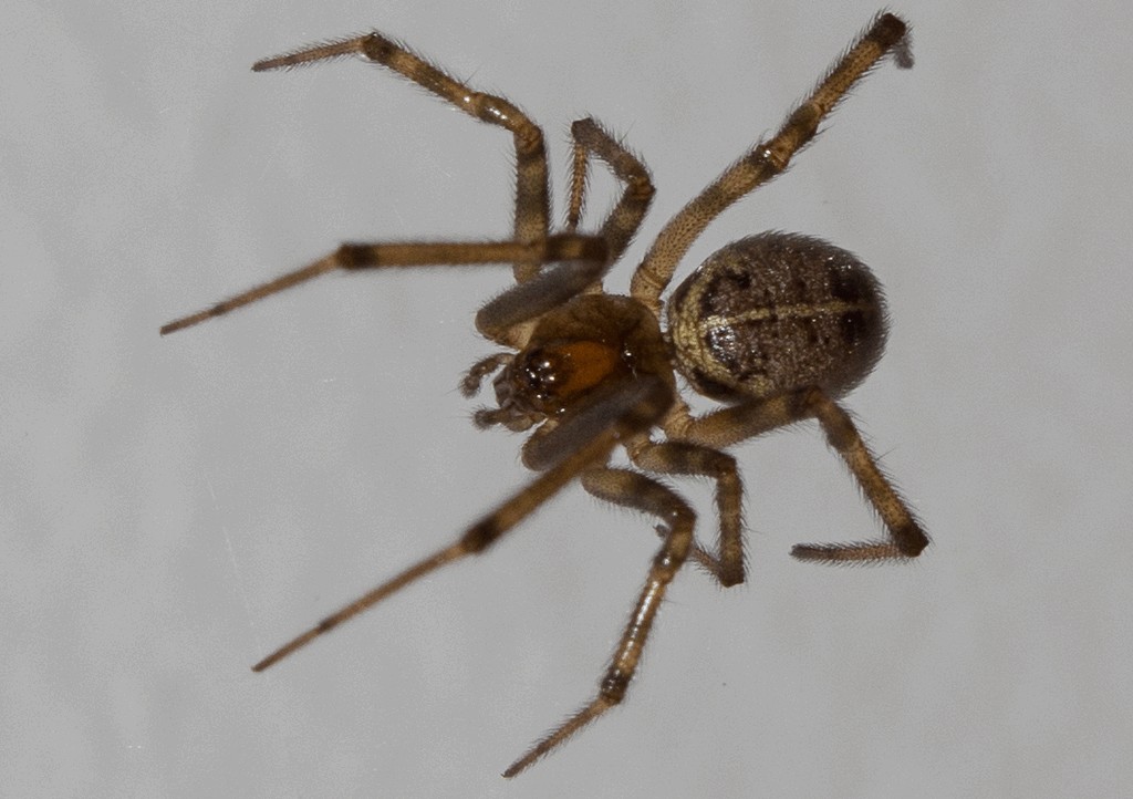 Steatoda_castanea-2.jpg