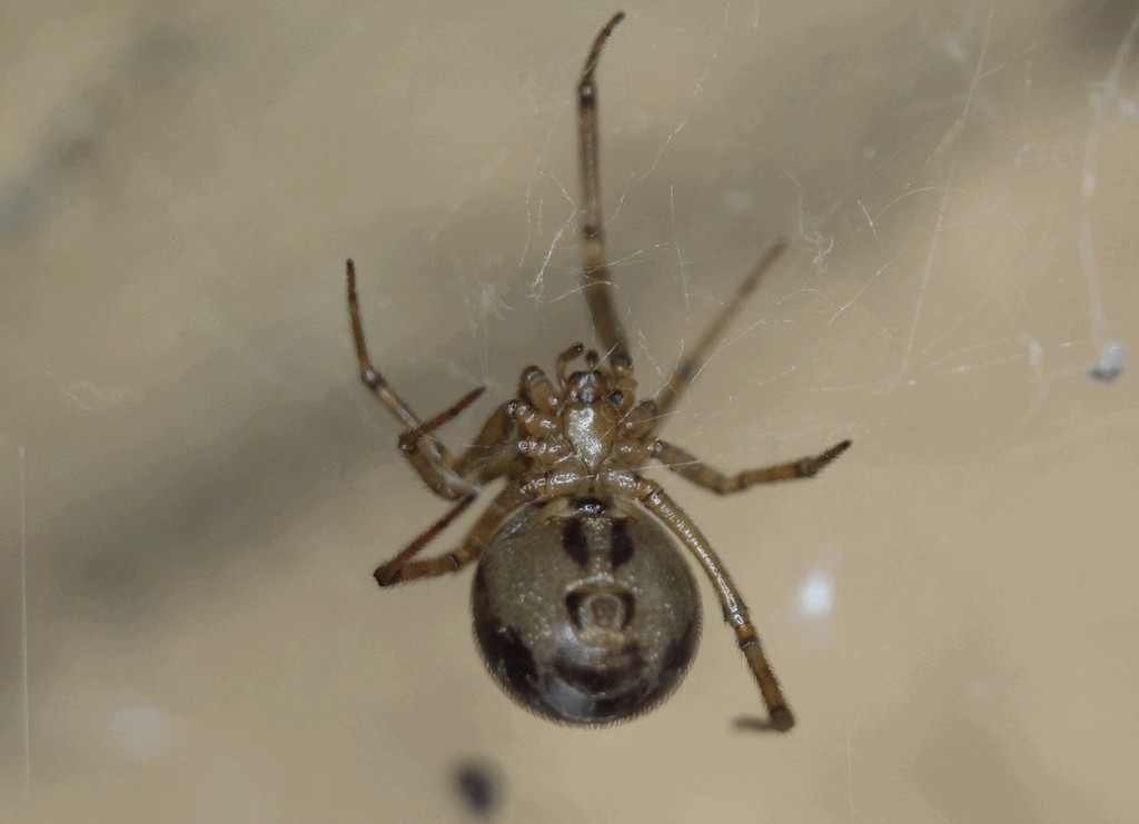 Steatoda_castanea-3.jpg