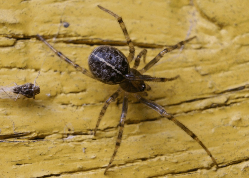Steatoda_castanea-4.jpg