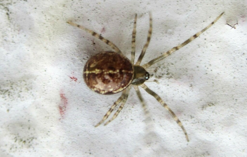 Steatoda_castanea-5.jpeg