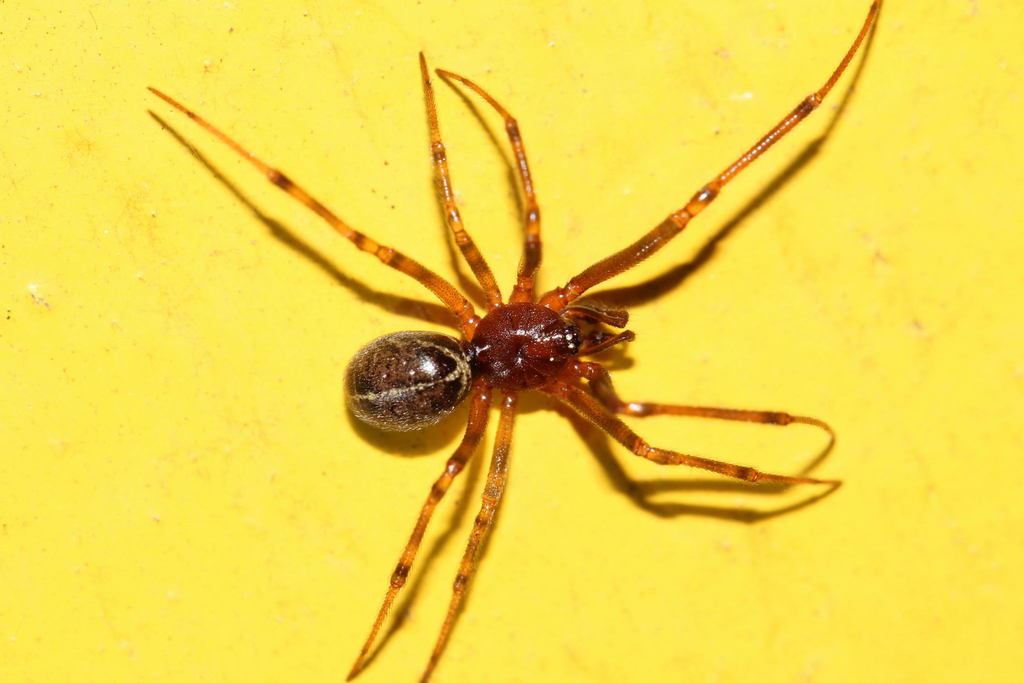 Steatoda_castanea-6.jpg