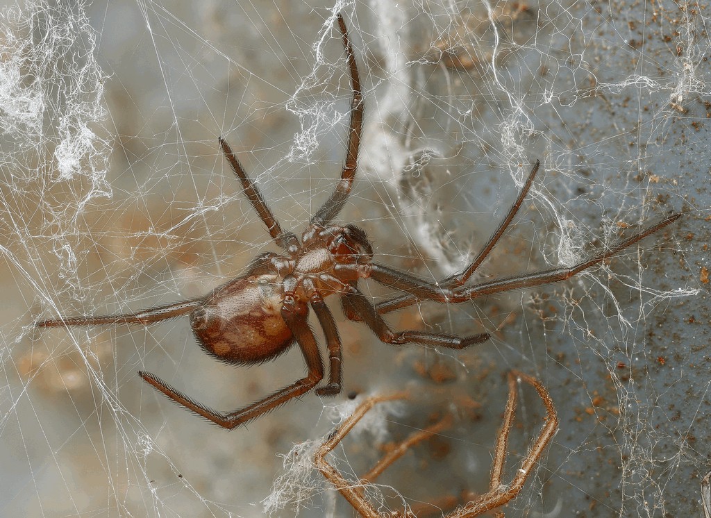 Steatoda_grossa-2.jpg