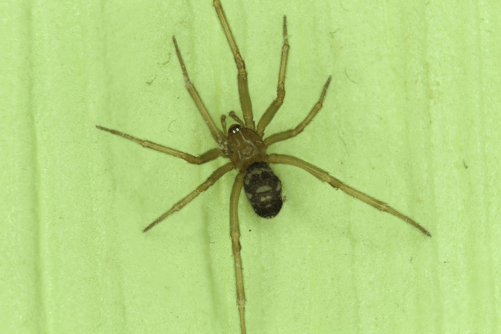 Steatoda_grossa-3.jpg