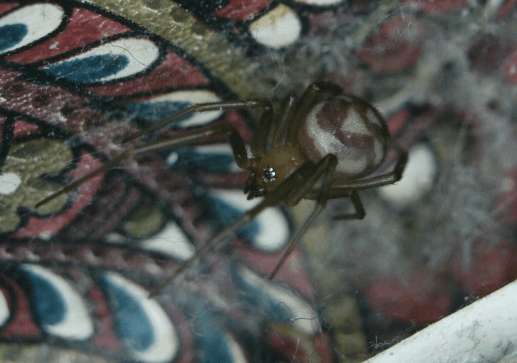 Steatoda_grossa-4.jpg