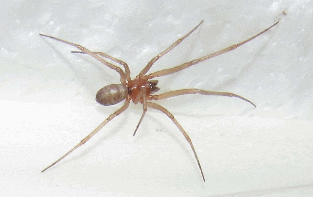 Steatoda_grossa-5.jpg