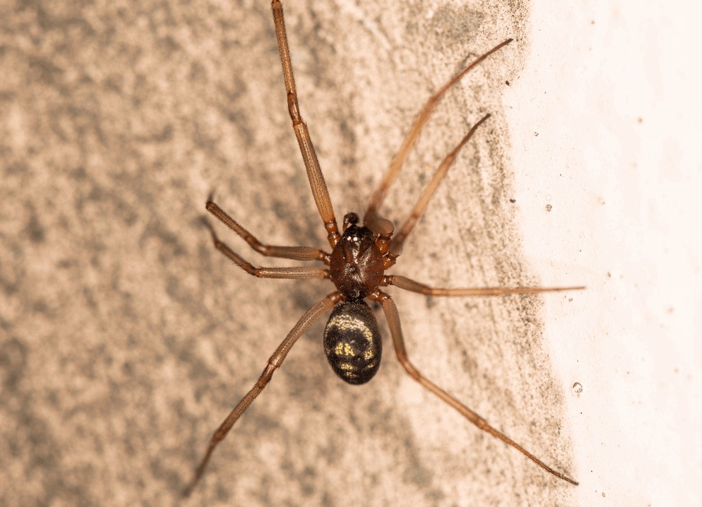 Steatoda_grossa-6.jpg