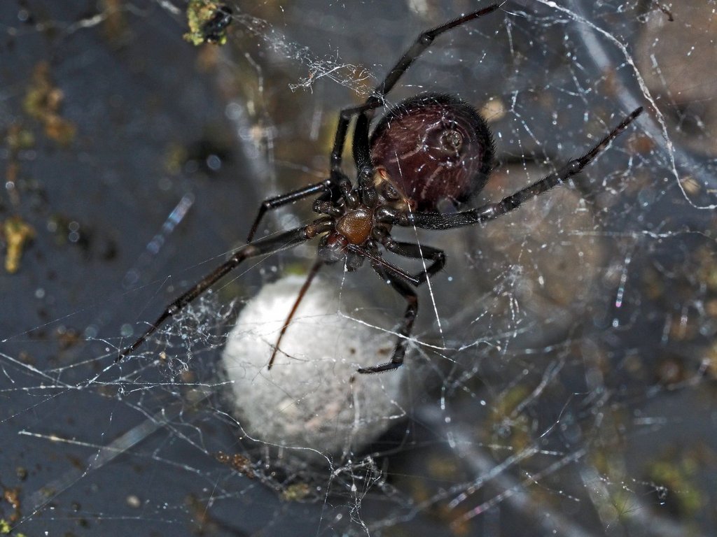 Steatoda_grossa-7.jpg