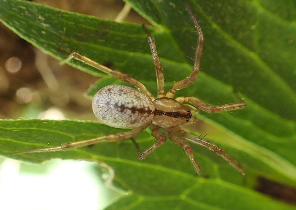Stemonyphantes_lineatus-1.jpg