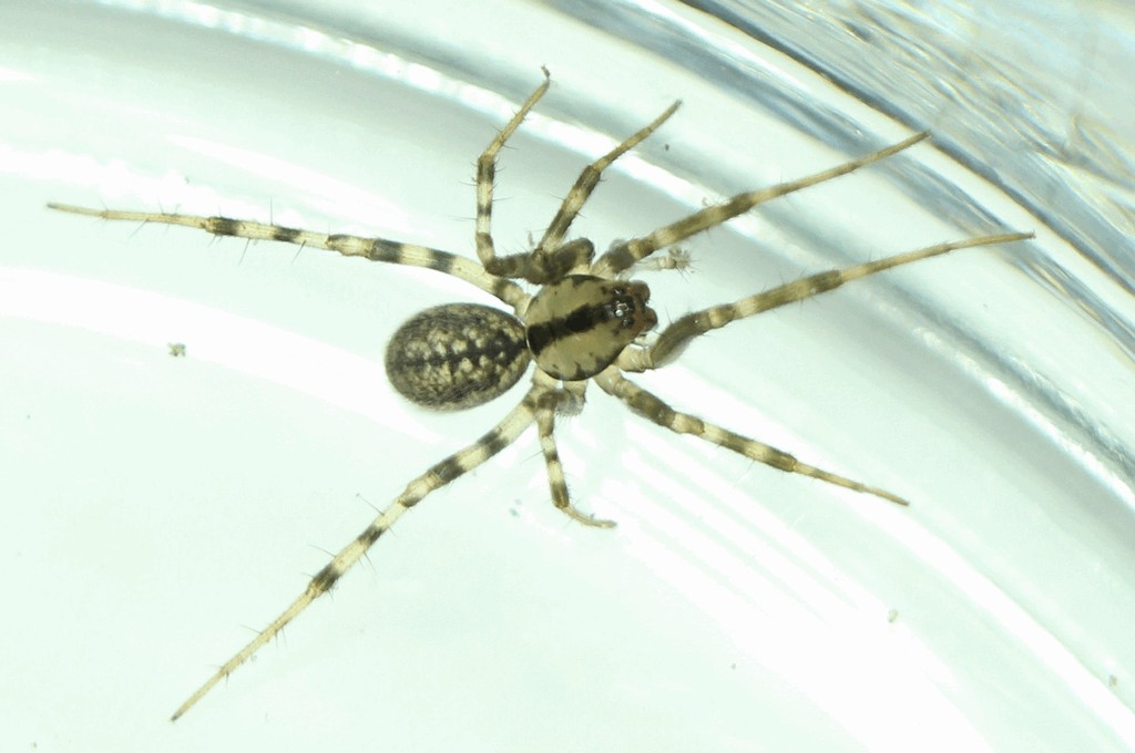 Stemonyphantes_lineatus-2.jpg