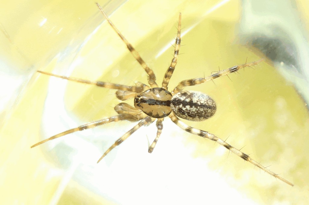 Stemonyphantes_lineatus-3.jpg