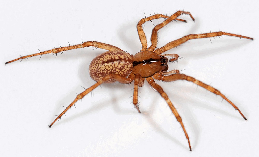 Stemonyphantes_lineatus-4.jpg