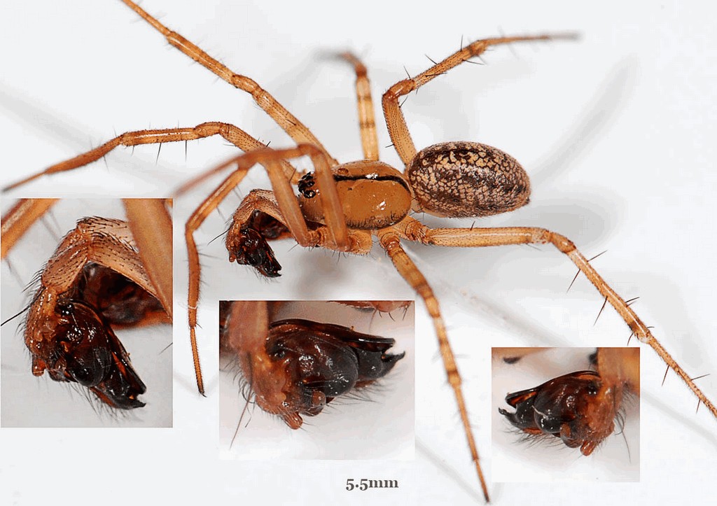 Stemonyphantes_lineatus-5.jpg