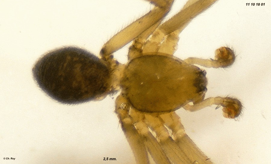 Tallusia_experta-2.jpg