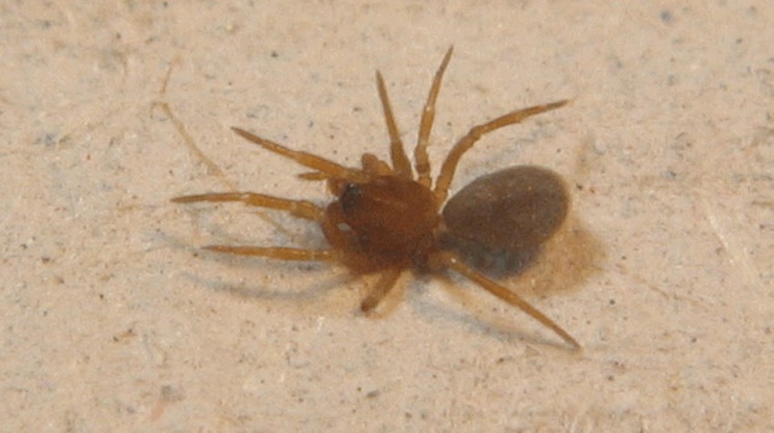 Tapinocyba_biscissa-1.jpg