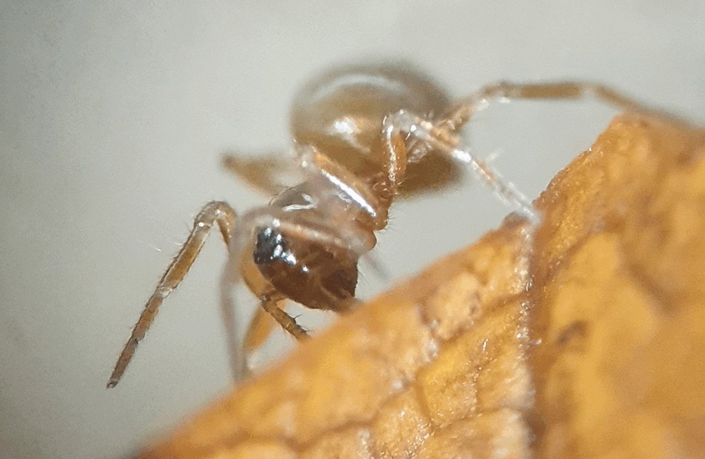 Tapinocyba_insecta-0.jpg