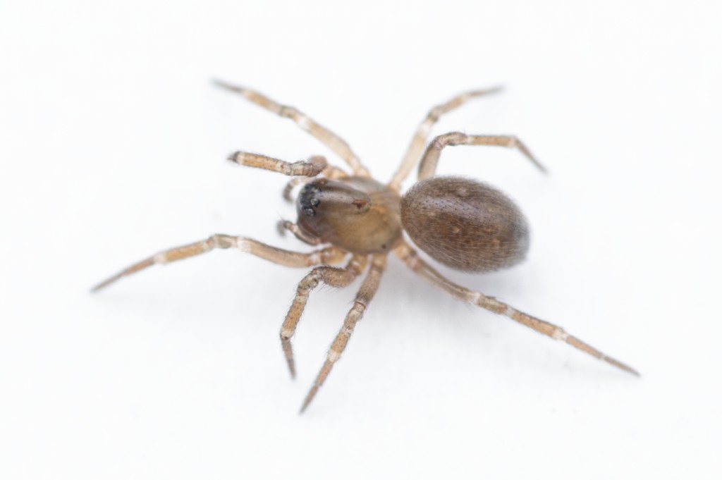 Tapinocyba_insecta-1.jpg
