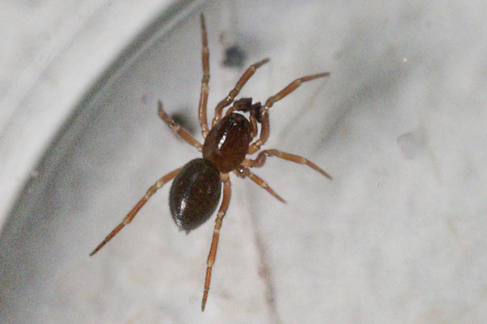 Tapinocyba_insecta-2.jpg