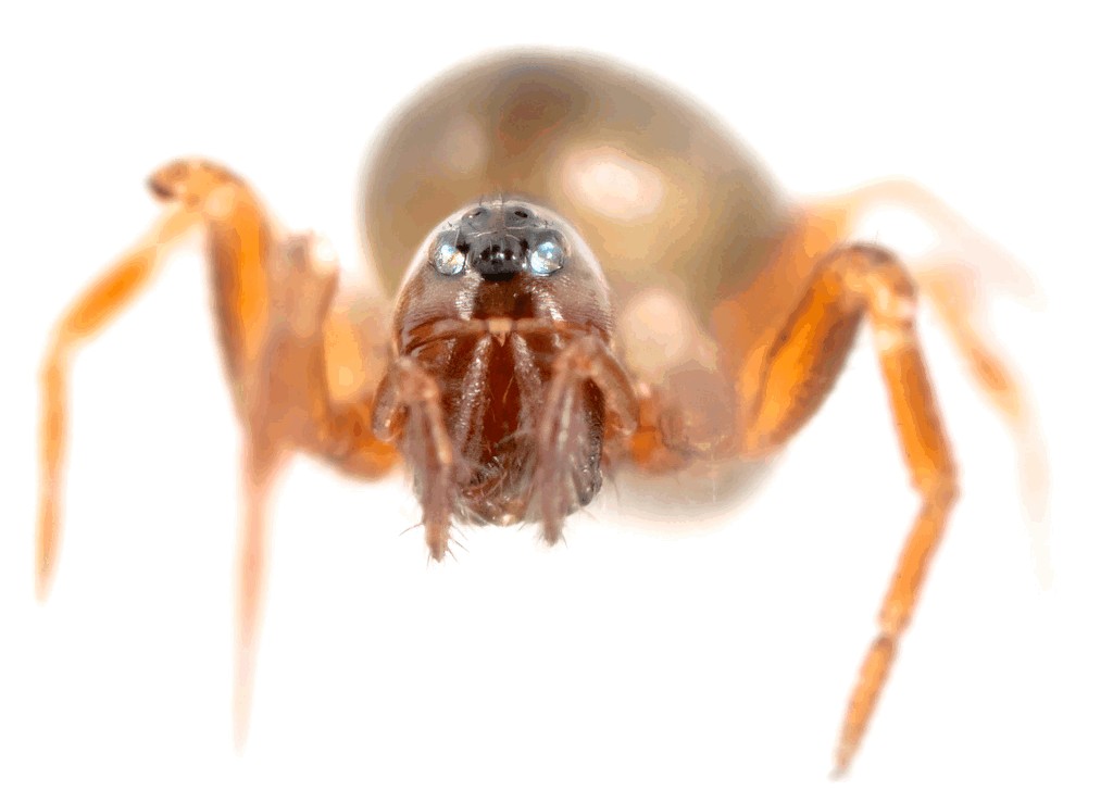 Tapinocyba_insecta-5.jpg