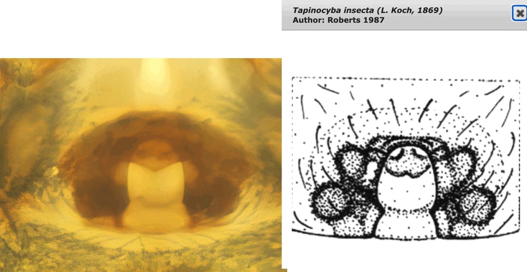 Tapinocyba_insecta-5a.jpg