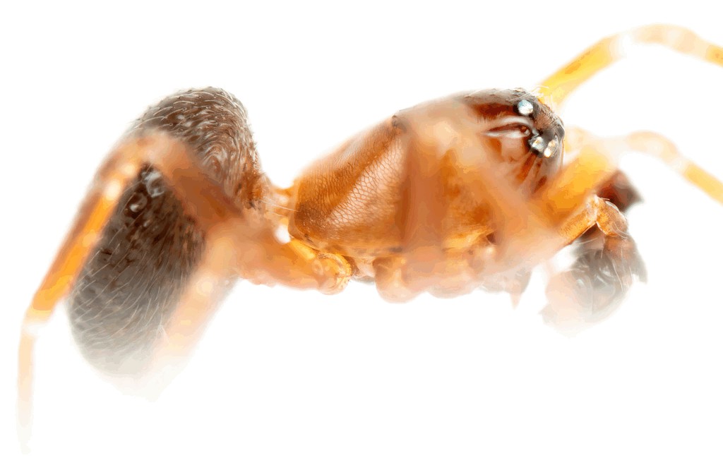 Tapinocyba_insecta-6.jpg