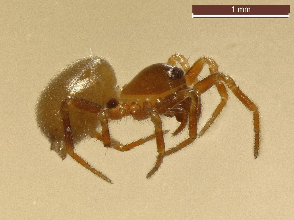 Tapinocyba_pallens-1.jpg