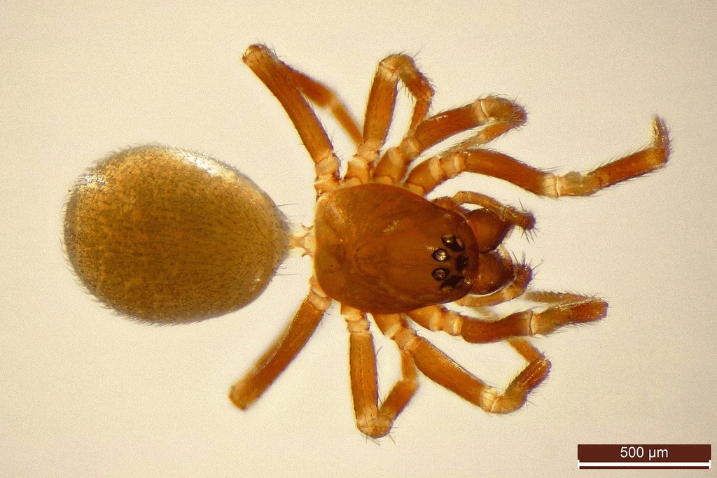Tapinocyba_pallens-2.jpg