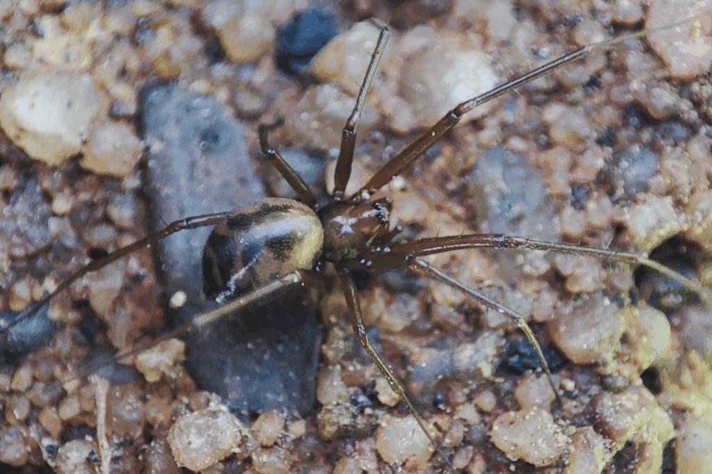 Taranucnus_setosus-1.jpg