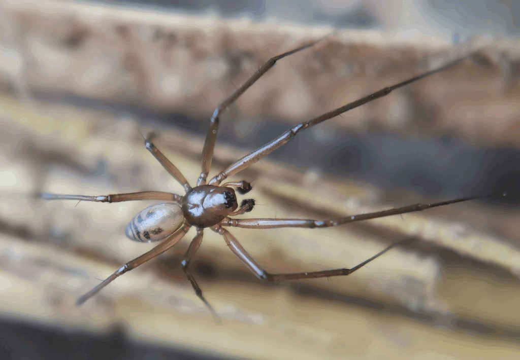 Taranucnus_setosus-2.jpg