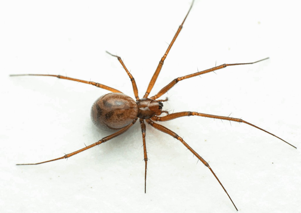 Taranucnus_setosus-3.jpg
