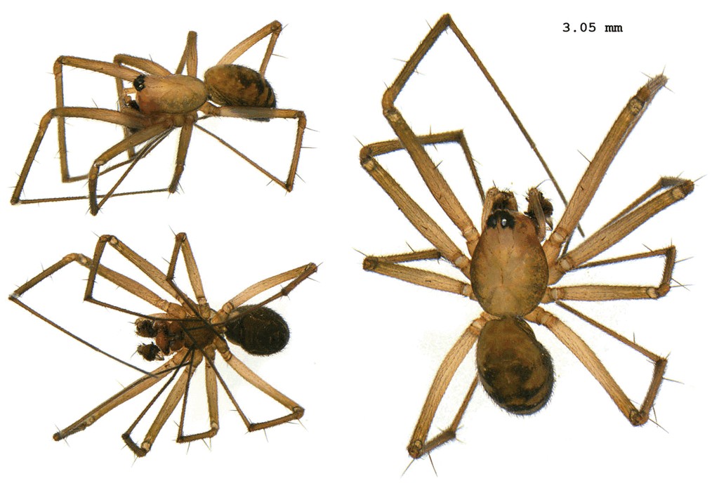 Taranucnus_setosus-4.jpg