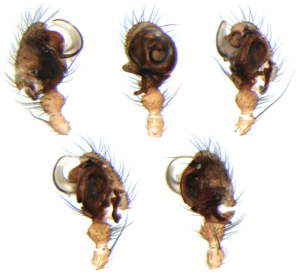 Taranucnus_setosus-5.jpg