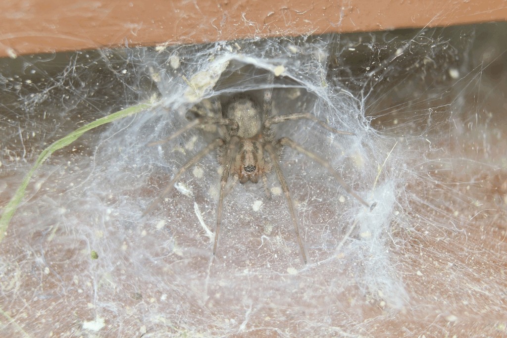 Tegenaria_domestica-1.jpg