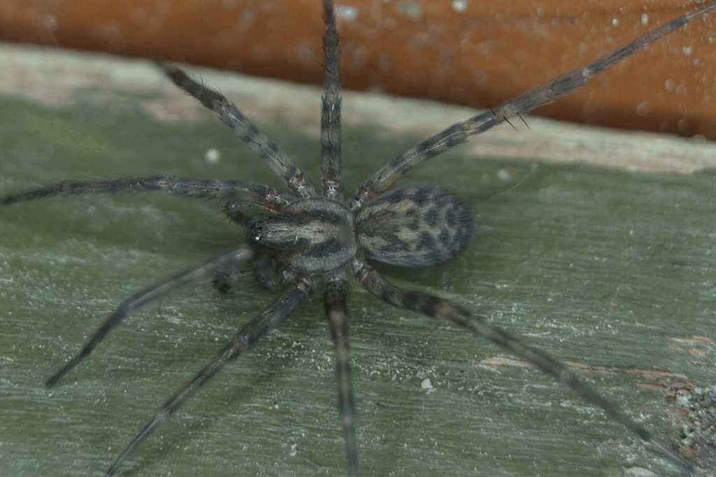 Tegenaria_domestica-2.jpg