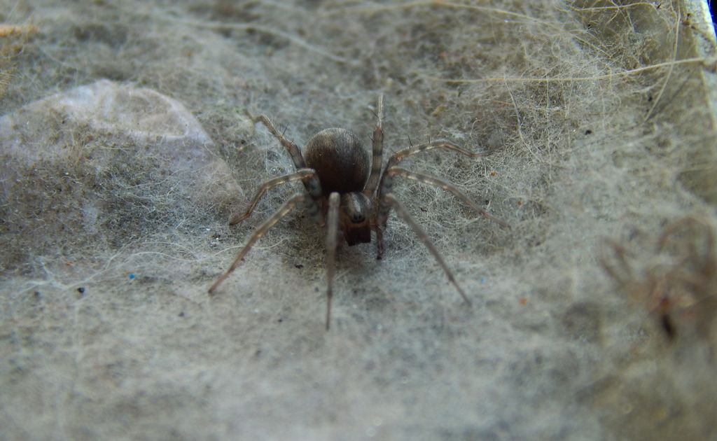 Tegenaria_domestica-3.jpg