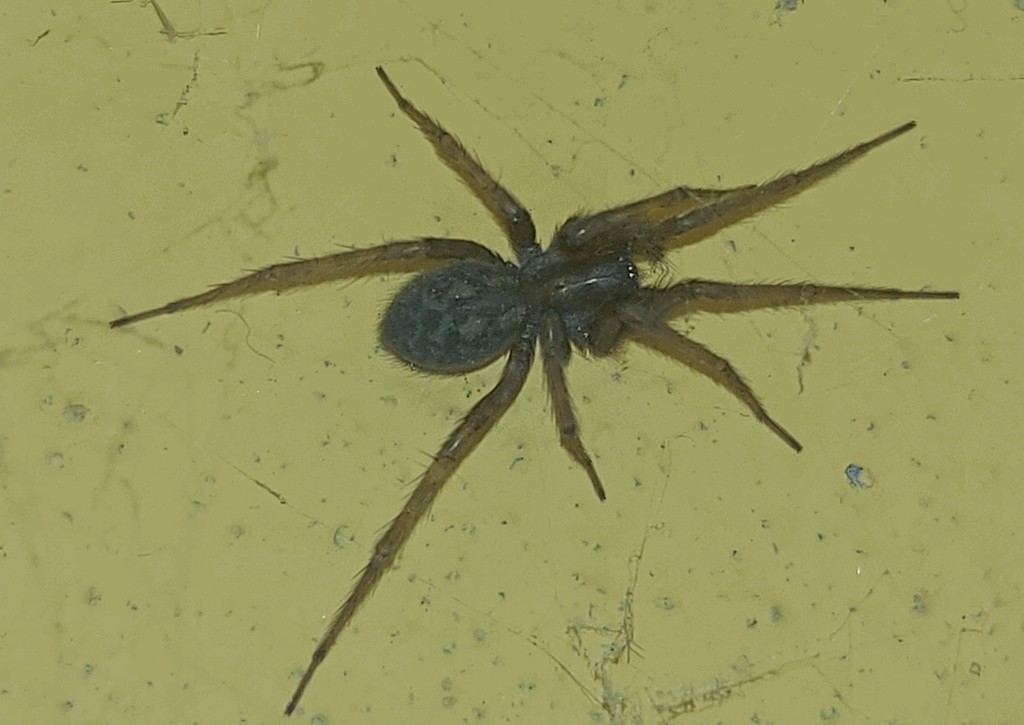 Tegenaria_domestica-4.jpg