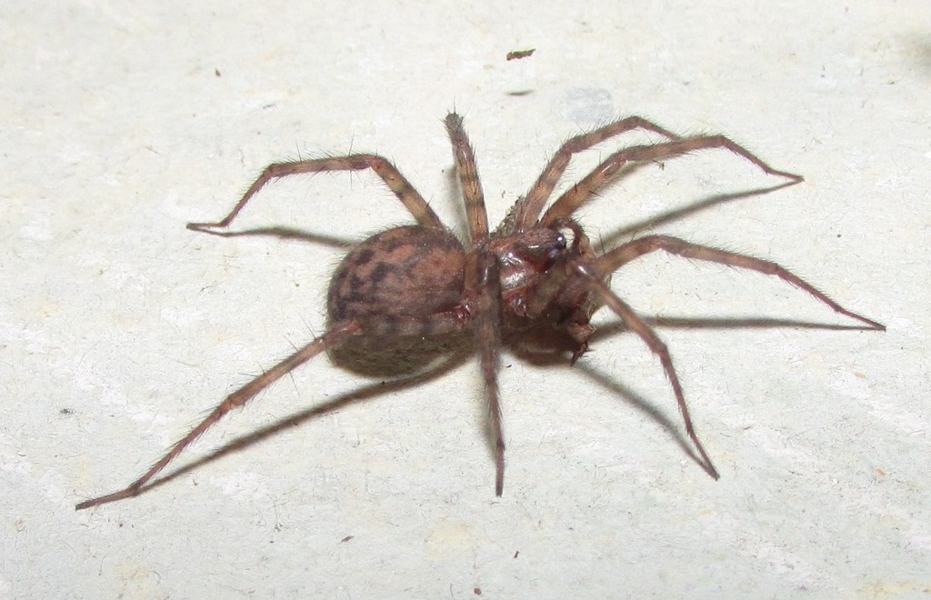 Tegenaria_domestica-5.jpeg
