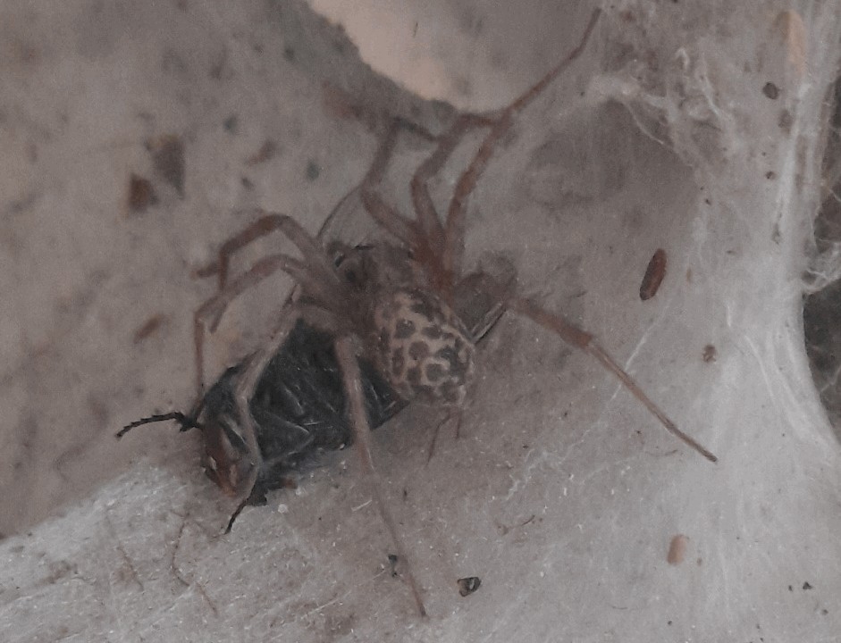 Tegenaria_domestica-6.jpg