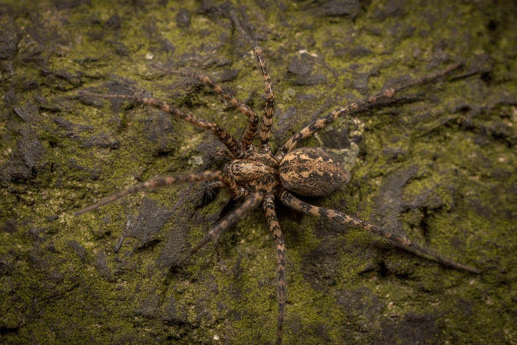 Tegenaria_ferruginea-1.jpg