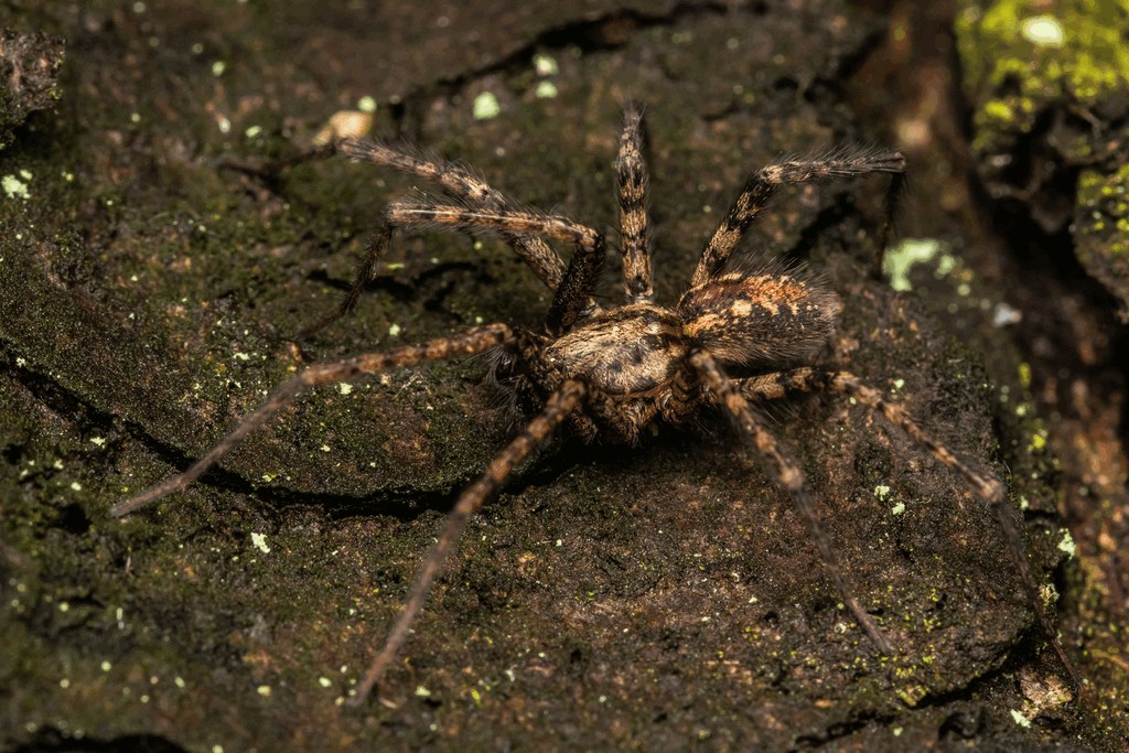 Tegenaria_ferruginea-2.jpg