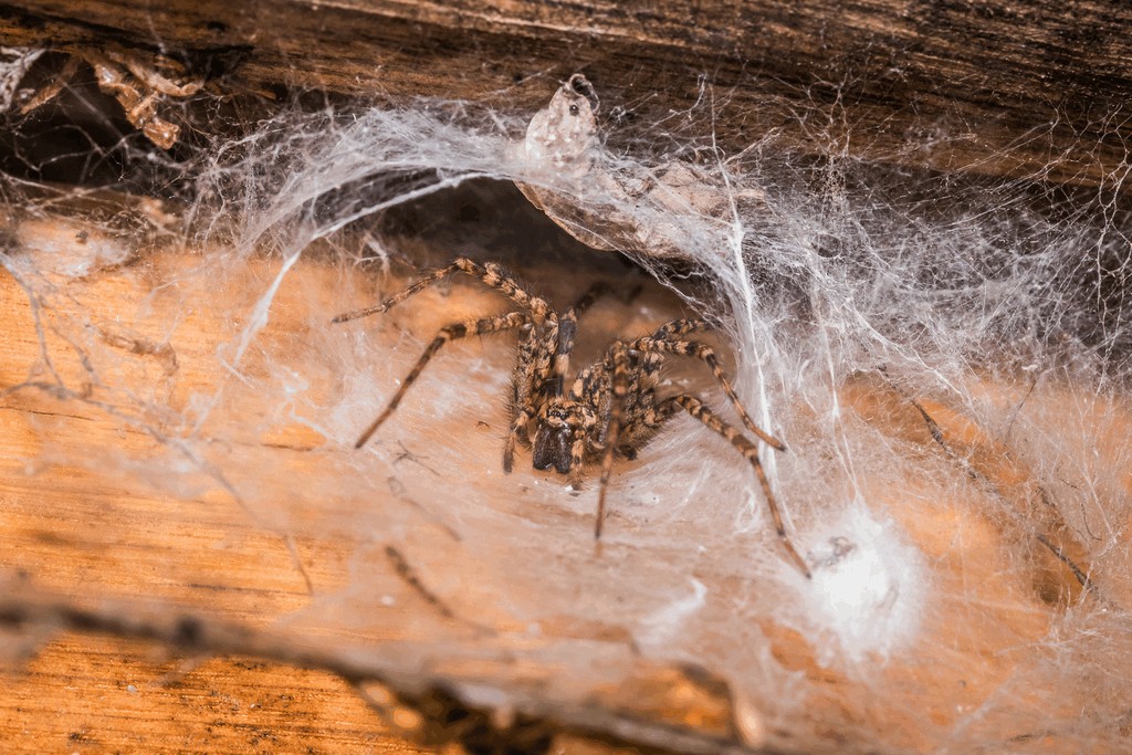 Tegenaria_ferruginea-3.jpg