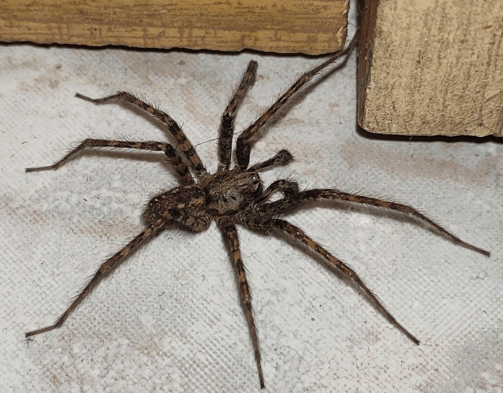 Tegenaria_ferruginea-4.jpg